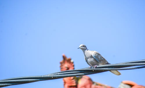 Foto profissional grátis de animal, ave, céu