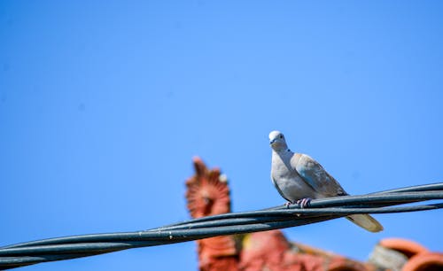 Foto profissional grátis de animal, ave, céu