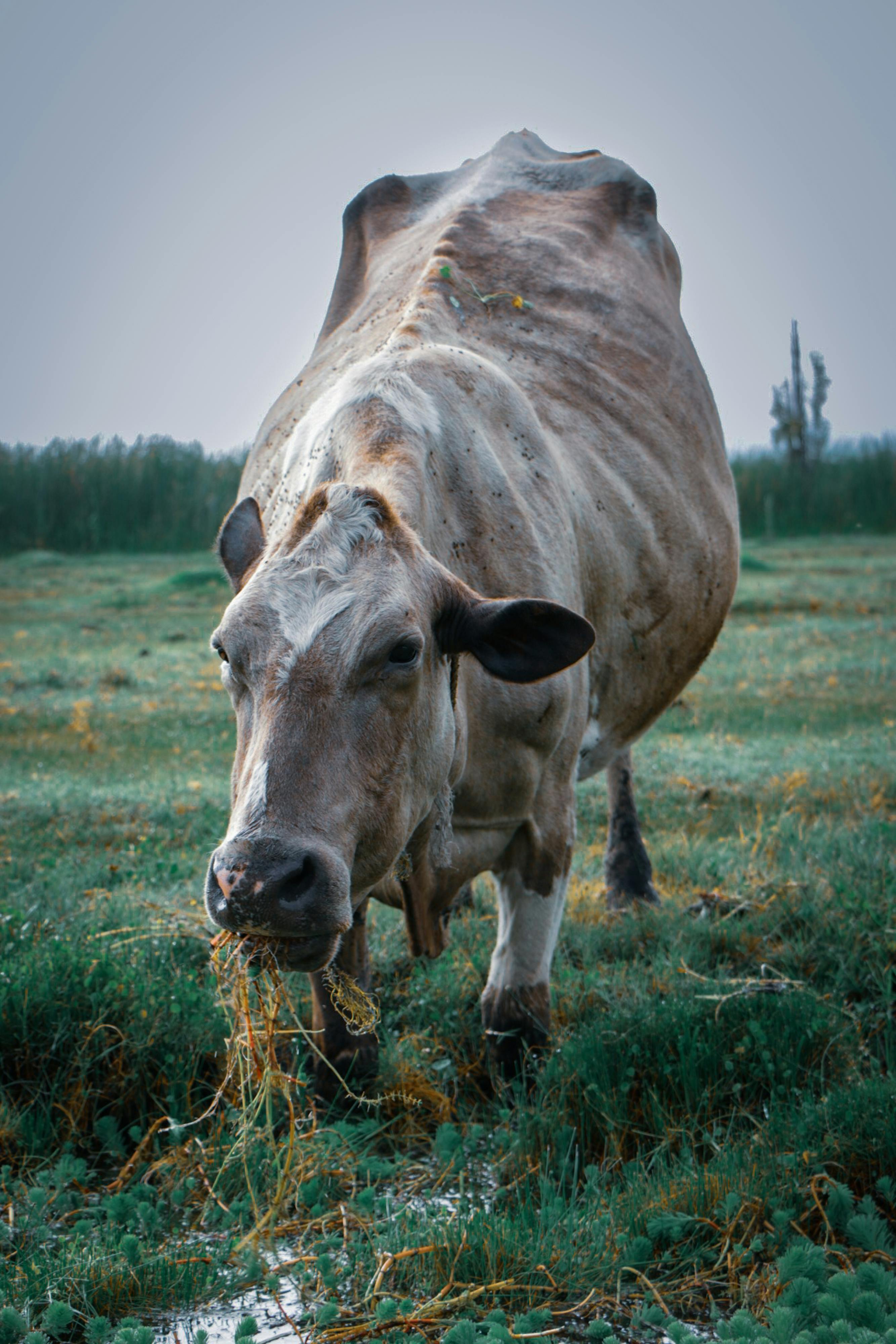 Download Cute Cow in the Meadow Wallpaper