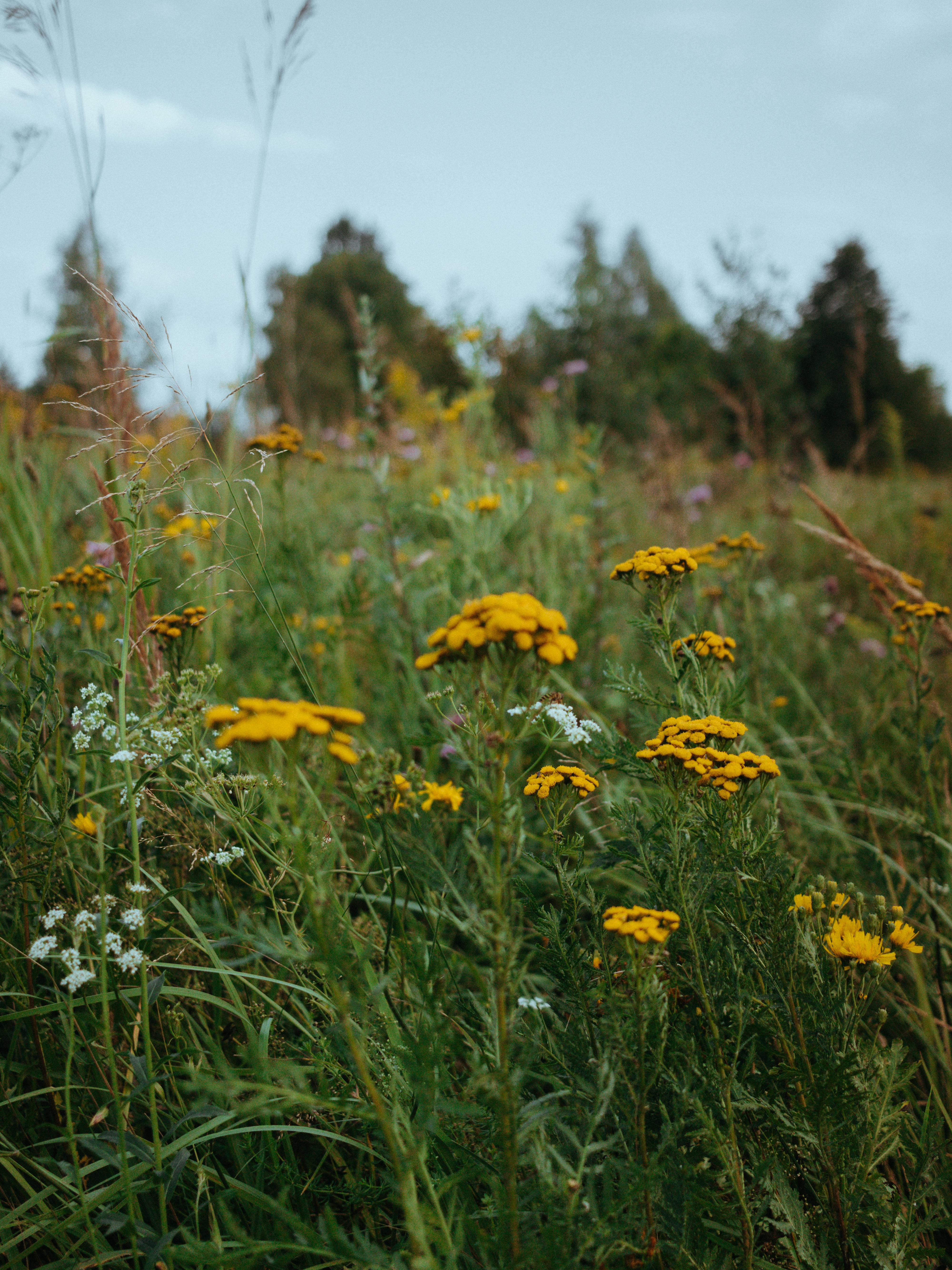 Lush countryside field with vibrant yellow wildflowers and green grass in a rural setting.