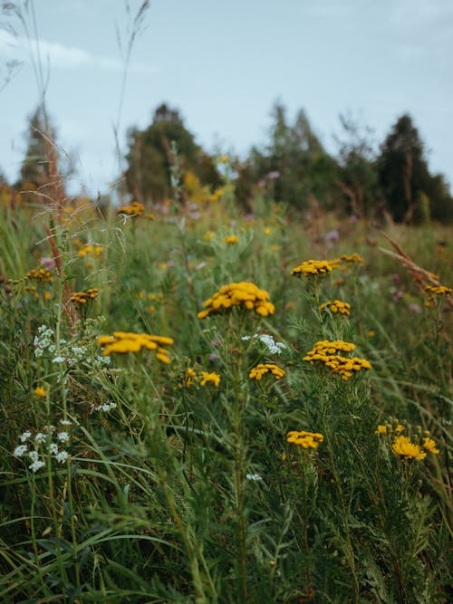 Wildflowers on a Meadow