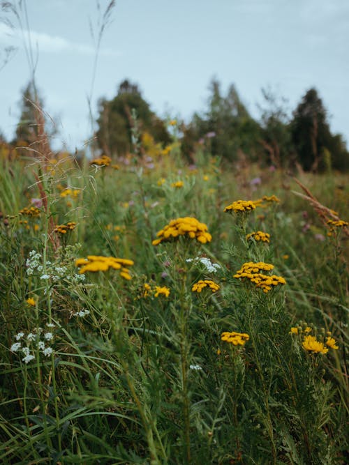 Gratis stockfoto met flora, gras, groei