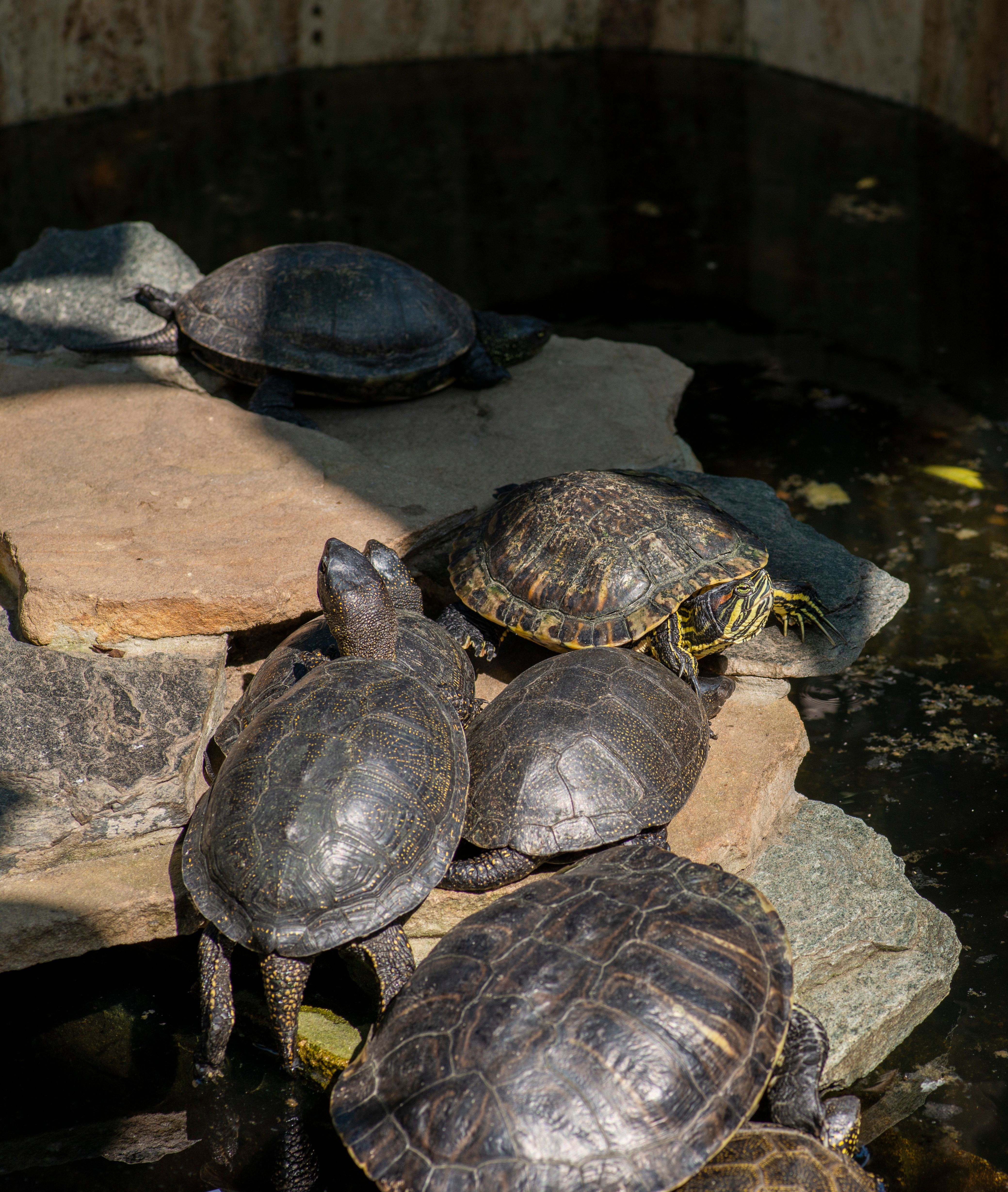 Bunch Of Turtles Called : What are baby turtles called – RYAUUC