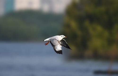 Close-up of a Flying Seagull 