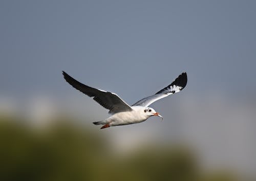 Kostnadsfri bild av byte, djurfotografi, fisk