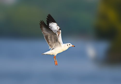 Gratis lagerfoto af dyrefotografering, flyve, fugl