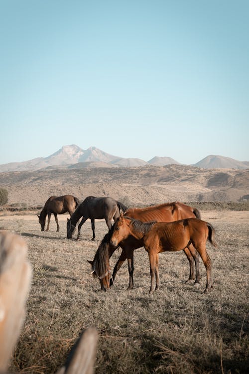 安纳托利亚, 开塞利, 母馬 的 免费素材图片
