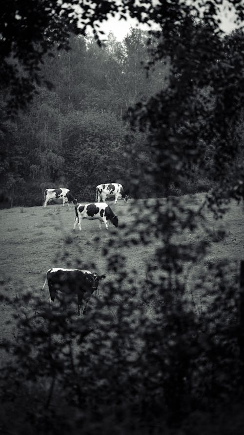 Cows on Pasture