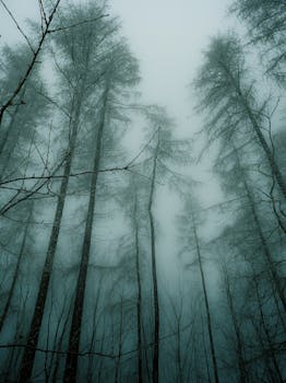 Enchanting winter forest scene with mist and tall trees in Hohndorf, Germany.