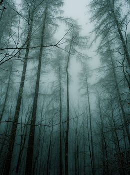 Tall trees shrouded in mist in a forest near Hohndorf, Germany.