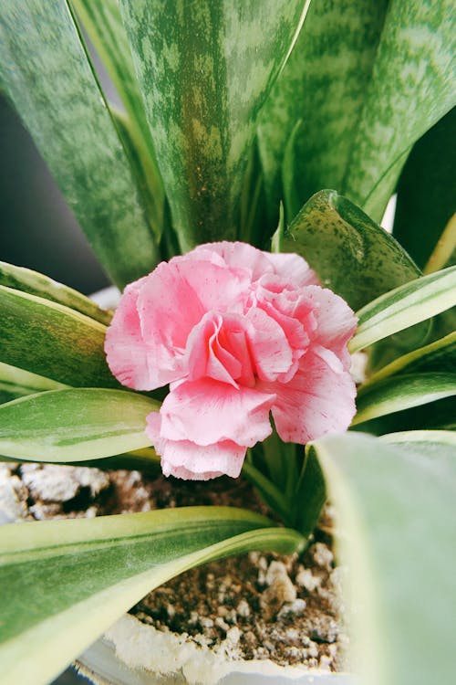 Free Leaves around Pink Flower Stock Photo