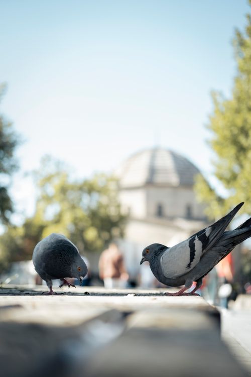 Free Close-up of two pigeons pecking in a city square with blurred urban background. Stock Photo