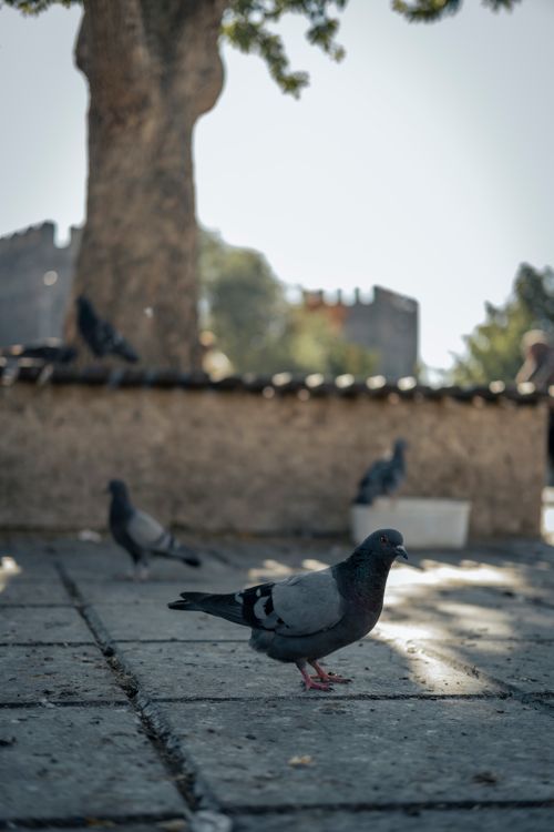 Free Close-up of pigeons on a sunlit urban pavement, with a tree in the background. Stock Photo