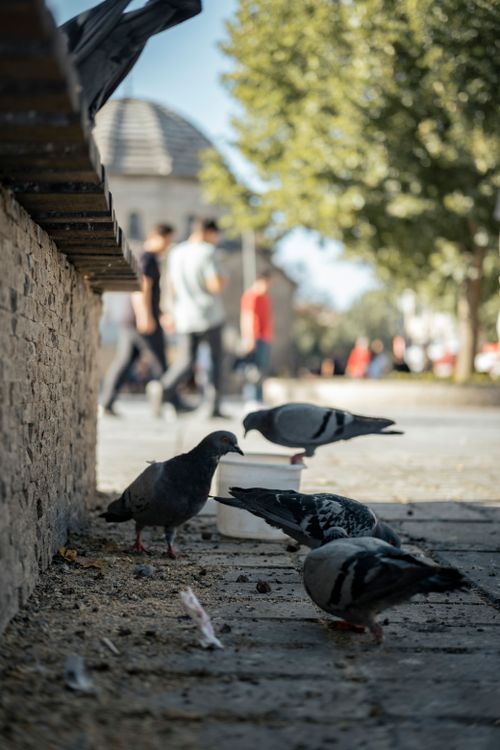 Free A group of pigeons pecking at food on a city pavement with people in the background. Stock Photo