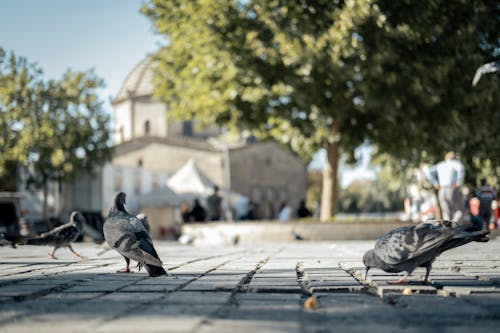 Darmowe zdjęcie z galerii z bruk, dziobanie, fotografia zwierzęcia