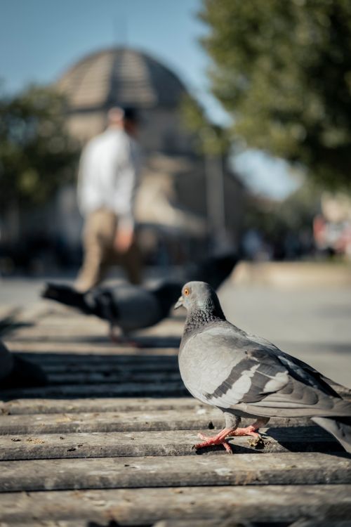Free A close-up view of a pigeon on a city sidewalk with blurred human figure in the background. Stock Photo