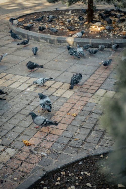 Pigeons on Pavement