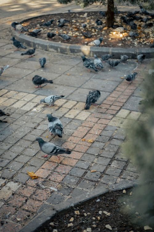 Free A flock of pigeons feeding on a patterned brick pavement in an urban setting. Stock Photo