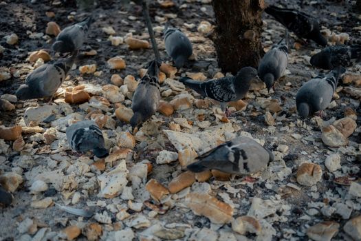 Pigeons Pecking on Ground