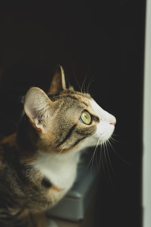 무료 얼룩 무늬 고양이의보기 닫기 스톡 사진