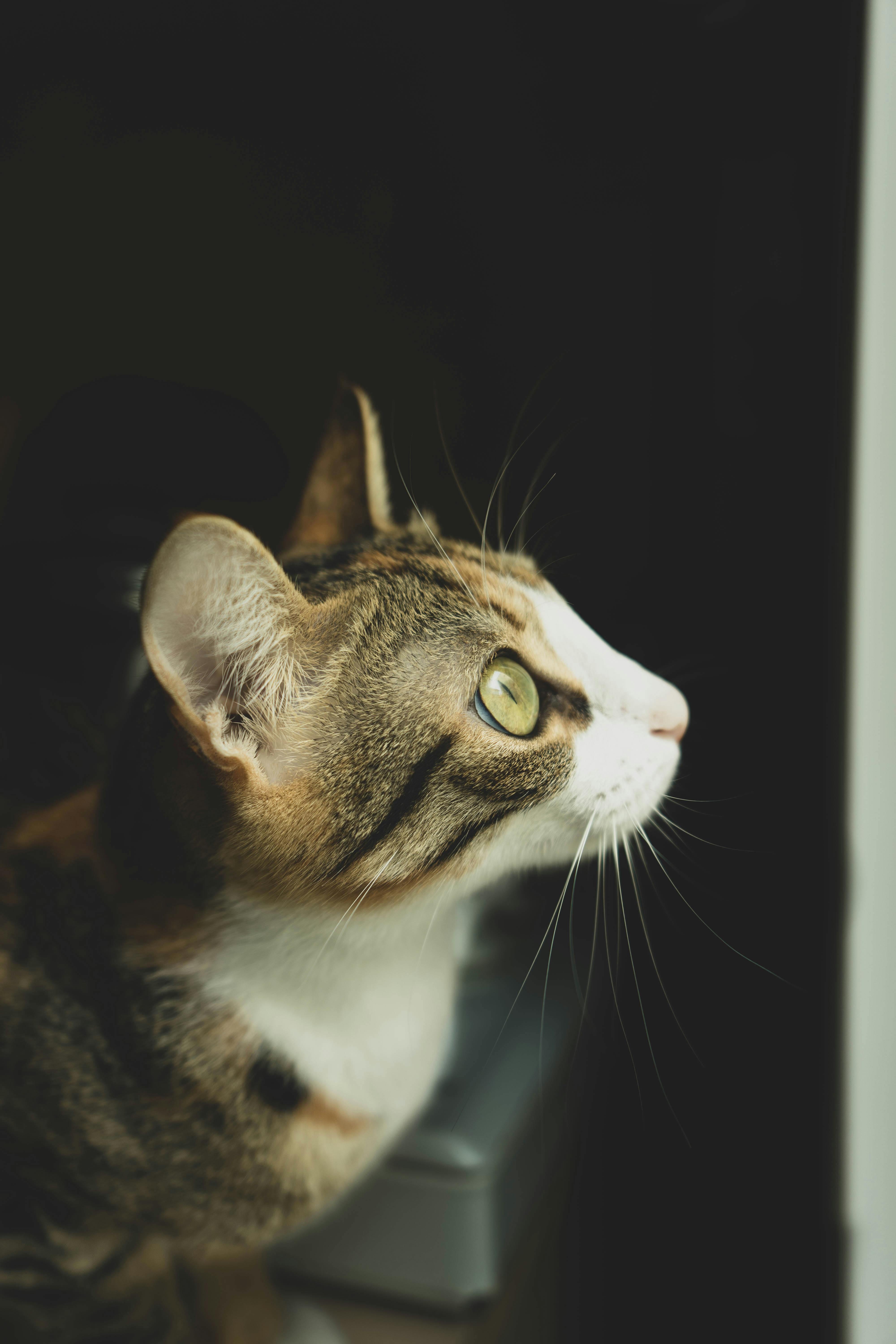 Photo of a Tabby Cat Between People · Free Stock Photo