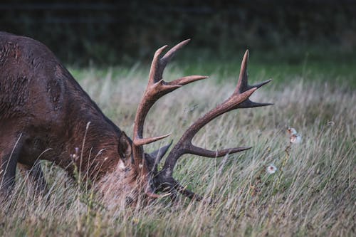 Close-up of a Deer with Large Antlers on a Field 
