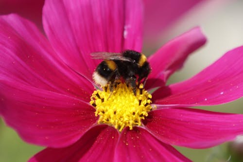 Kostnadsfri bild av bi, bi på blomma, bin
