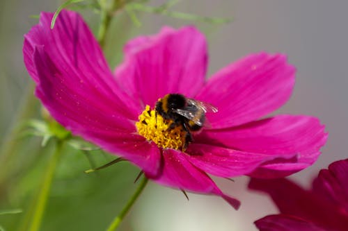 Kostnadsfri bild av bi, bi på blomma, bin