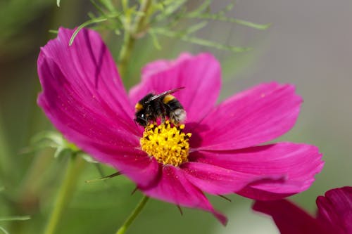 Kostnadsfri bild av bi, bi på blomma, bin