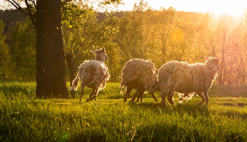 夏天, 牧場, 羊 的 免費圖庫相片