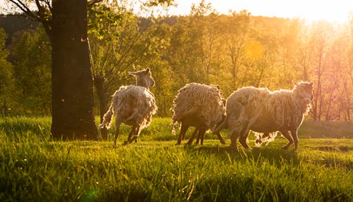 Imagine de stoc gratuită din animale, animale domestice, la țară