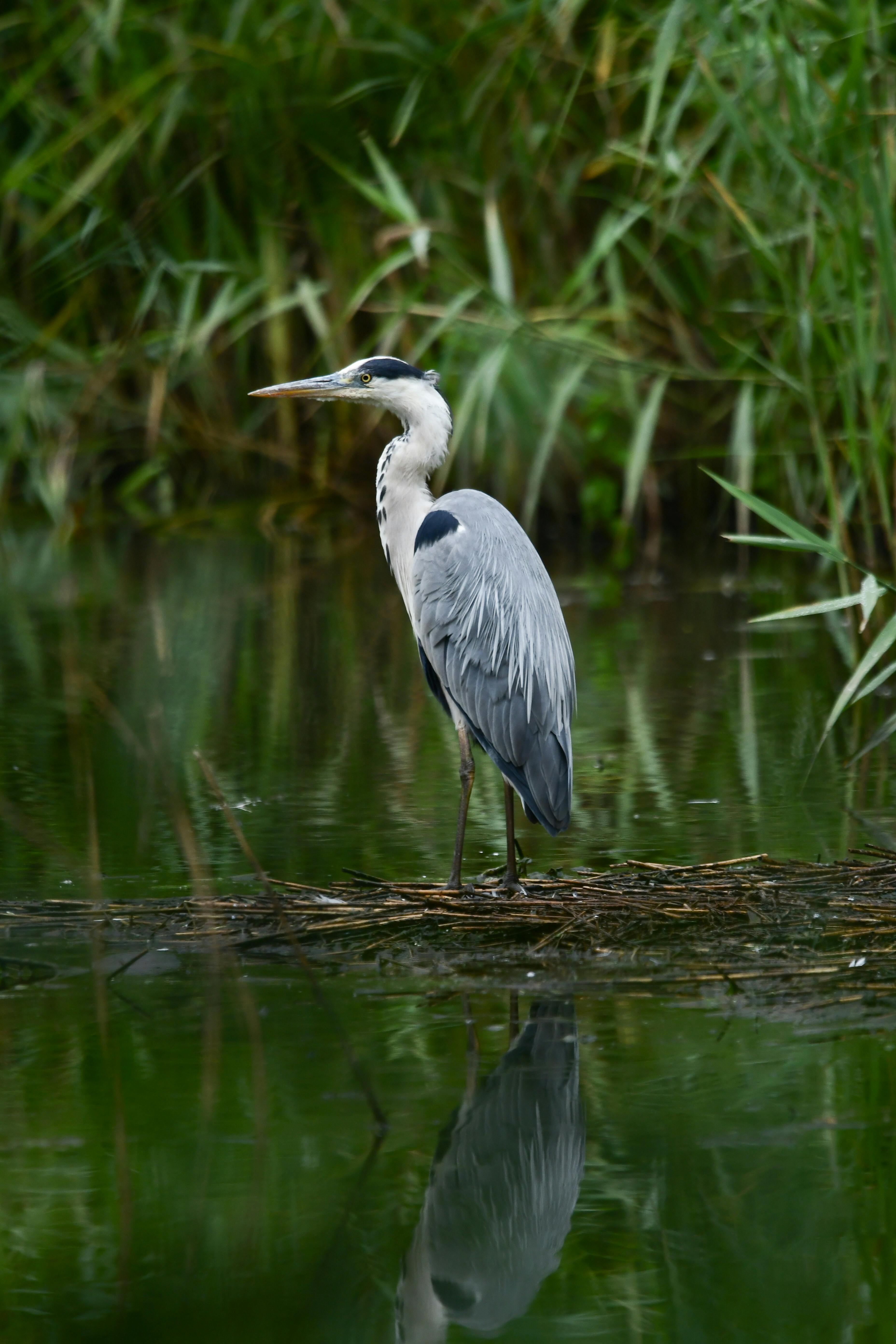 A gray heron standing gracefully in a lush wetland, reflecting on water.