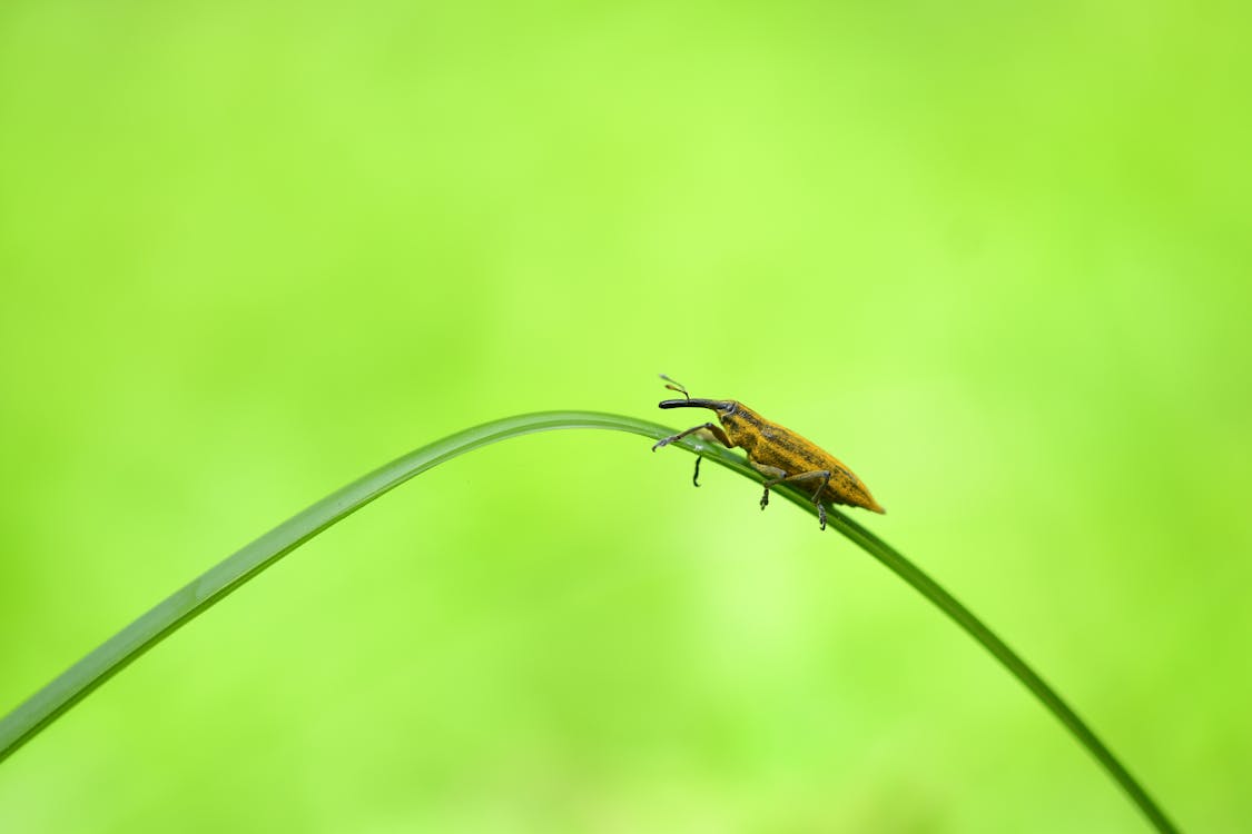 Imagine de stoc gratuită din a închide, fotografie cu animale sălbatice, fotografie de animale