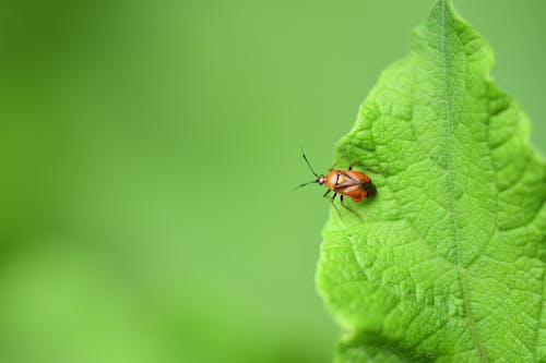 Bug on Green Leaf