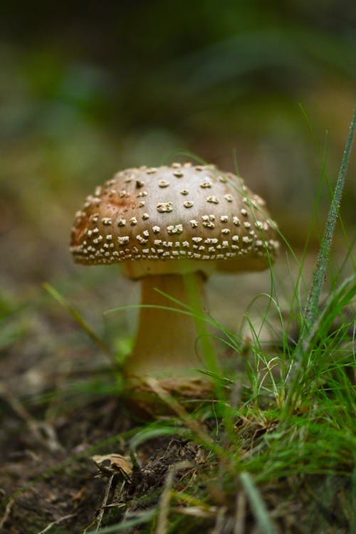 Darmowe zdjęcie z galerii z czapka w panterkę, grzyb, natura