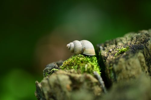 Snail Shell on Wood