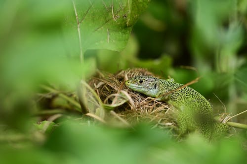 Základová fotografie zdarma na téma detail, fotografie divoké přírody, fotografování zvířat