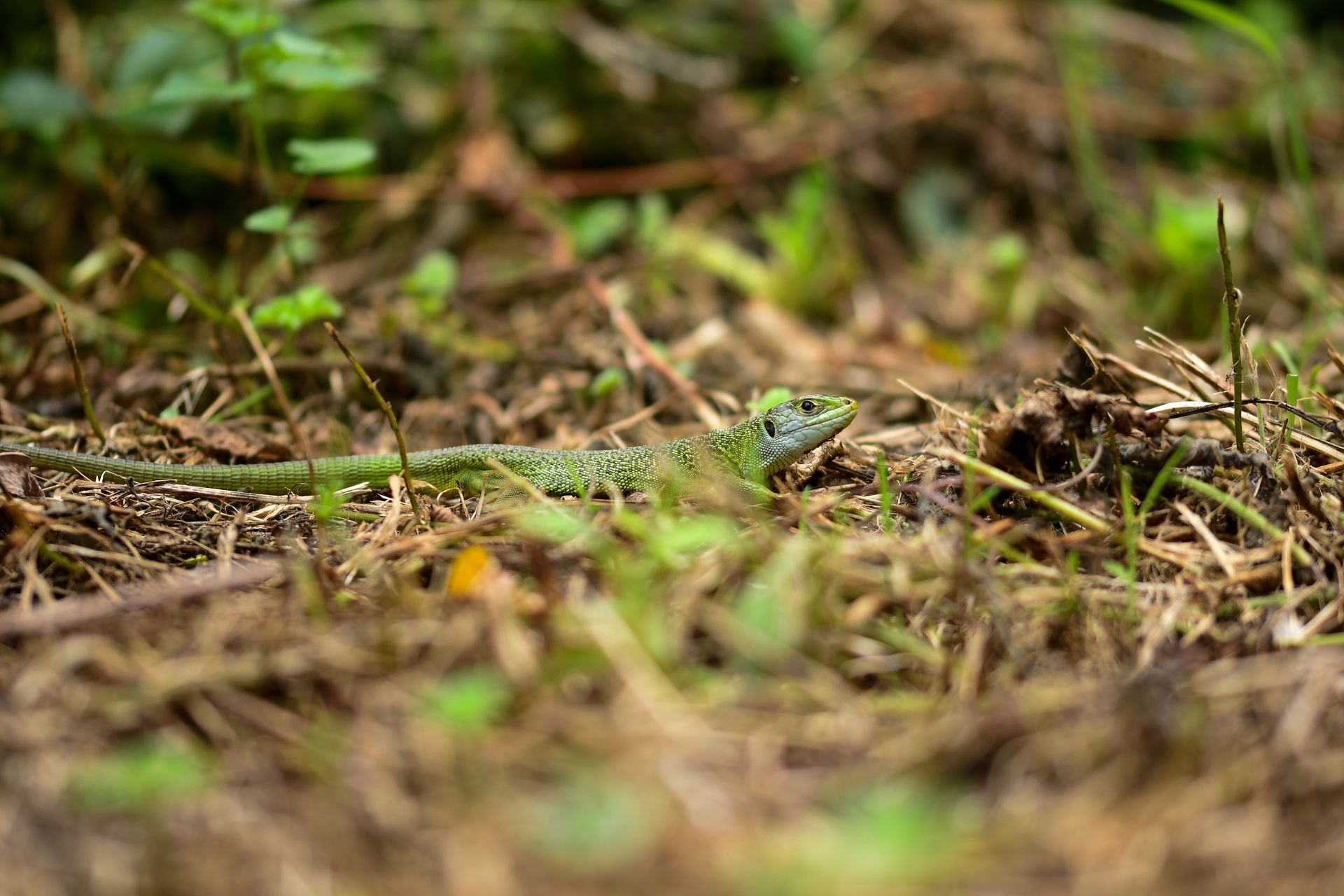 A lizard blends seamlessly with its natural surroundings, showcasing perfect camouflage in a close-up shot.