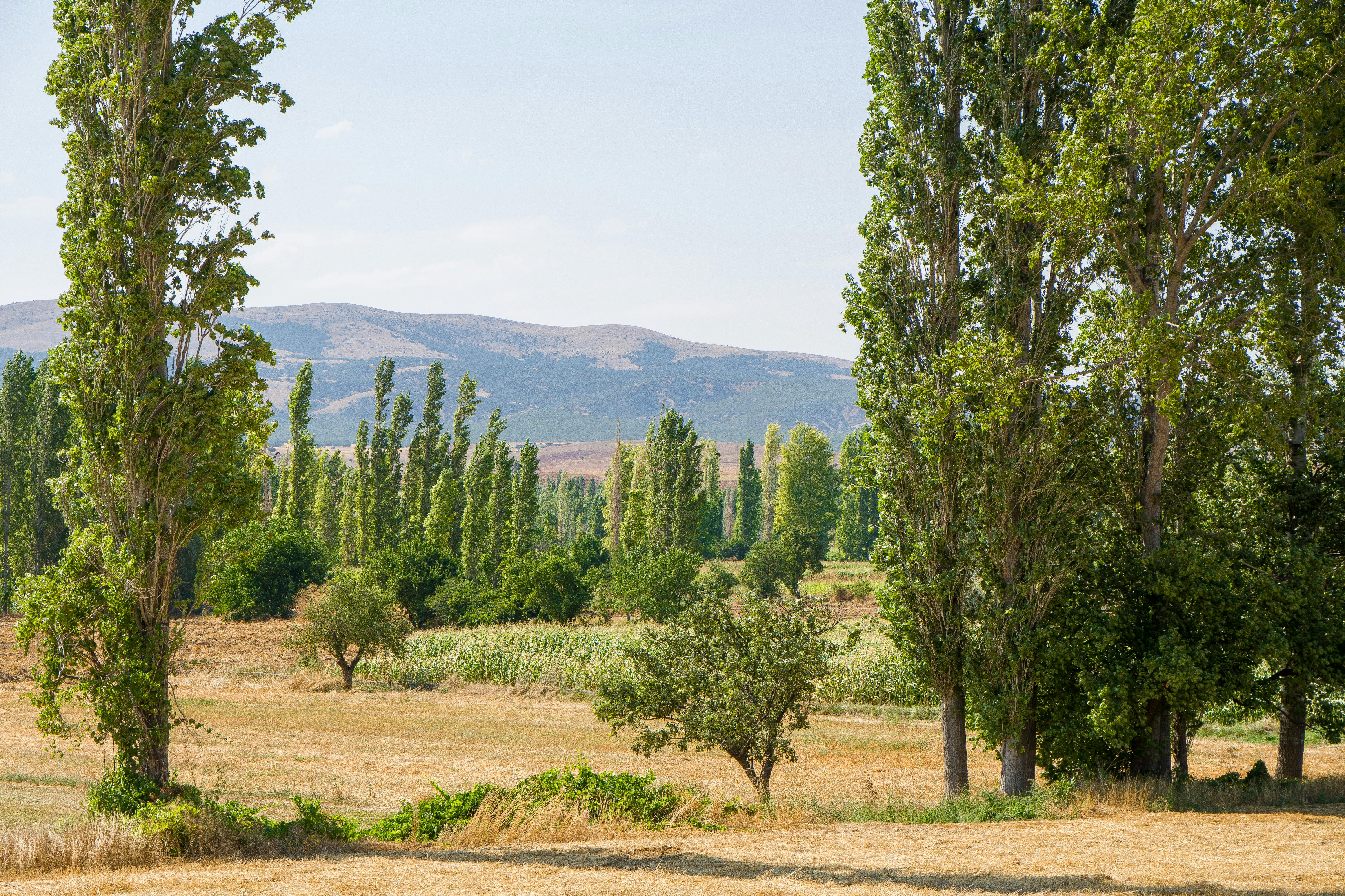 Trees Growing Among the Fields in the Valley · Free Stock Photo