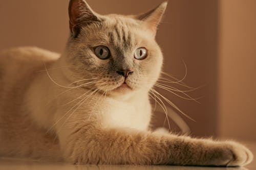 Free Cat Lying Down Stock Photo