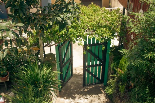 Green Plants around Open Door