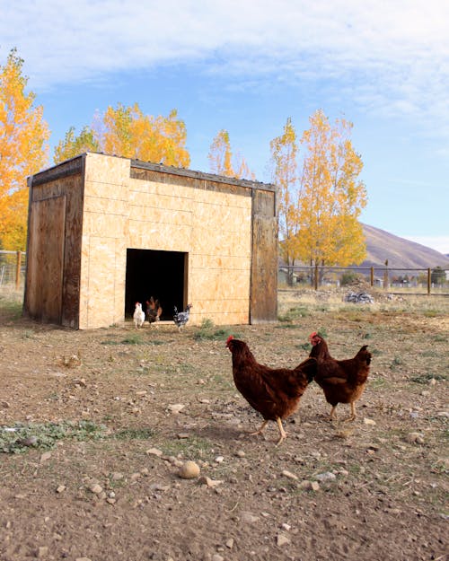 Çiftlik, çiftlik hayatı, tavuk içeren Ücretsiz stok fotoğraf
