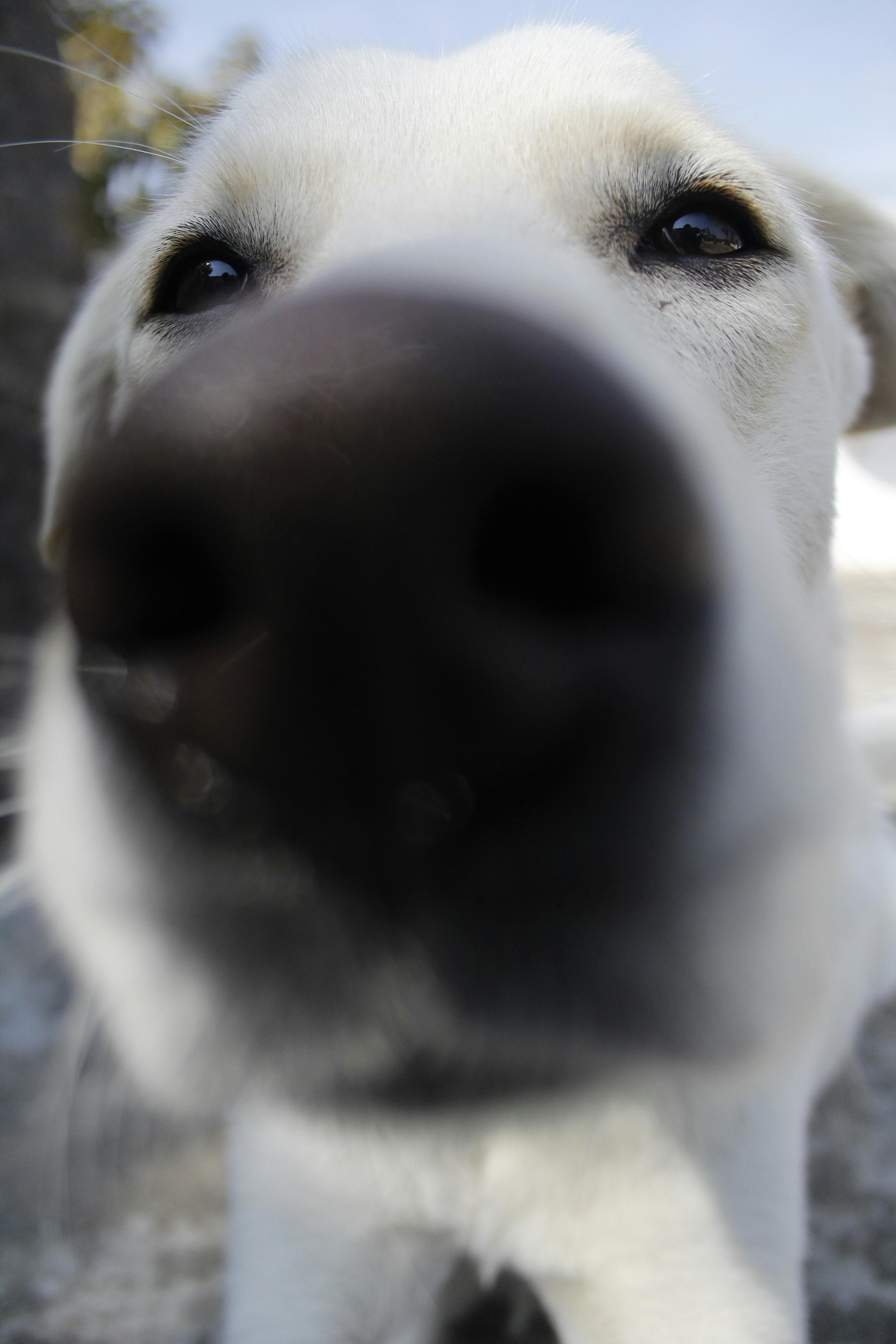 Free stock photo of dog, sniffing