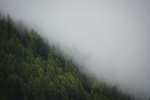 Fog over Evergreen Forest on Hill