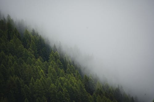 Photos gratuites de à feuilles persistantes, arbres, brouillard