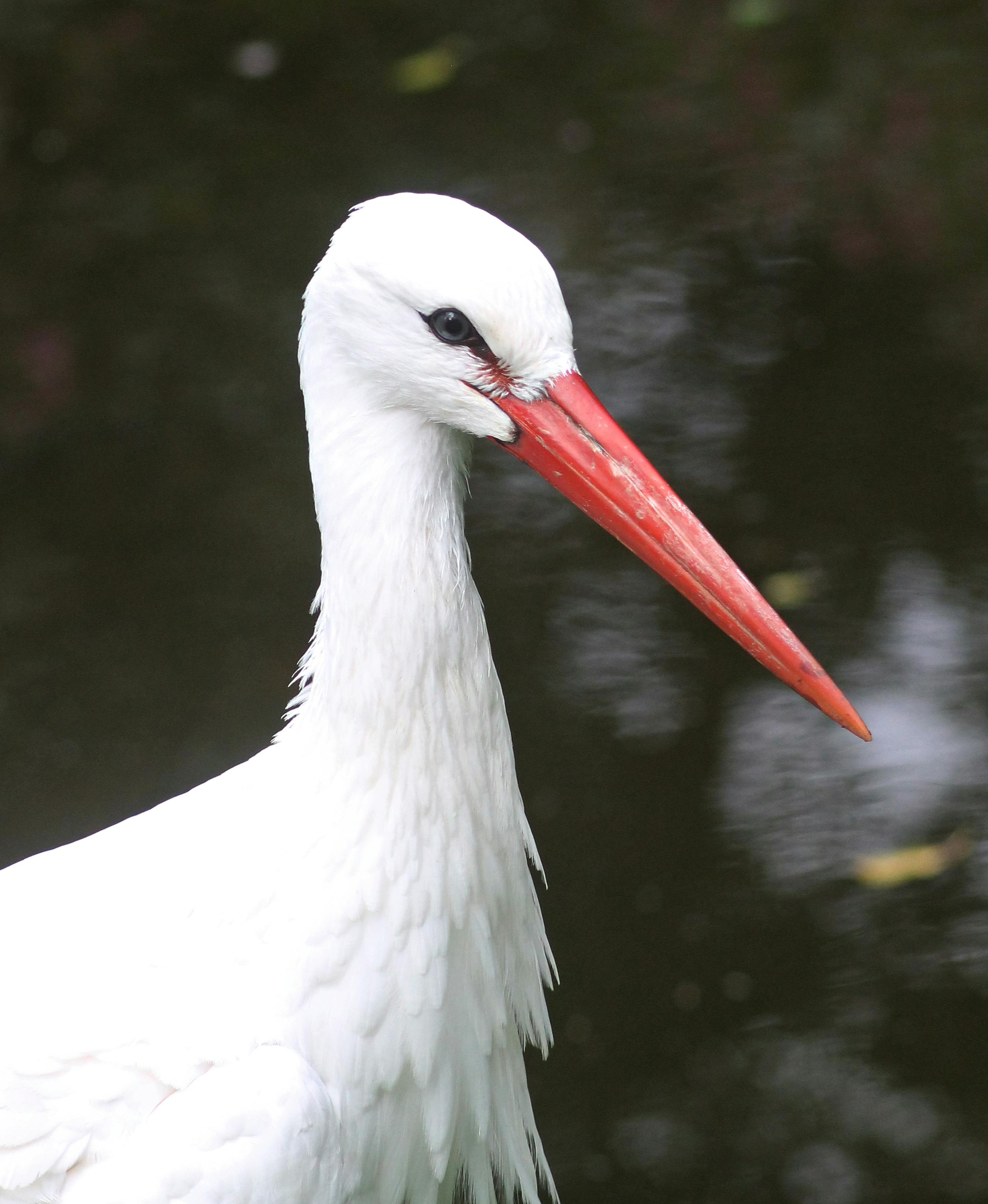 Foto Stok Gratis Tentang Bangau Bangau Putih Taman Burung Walsrode