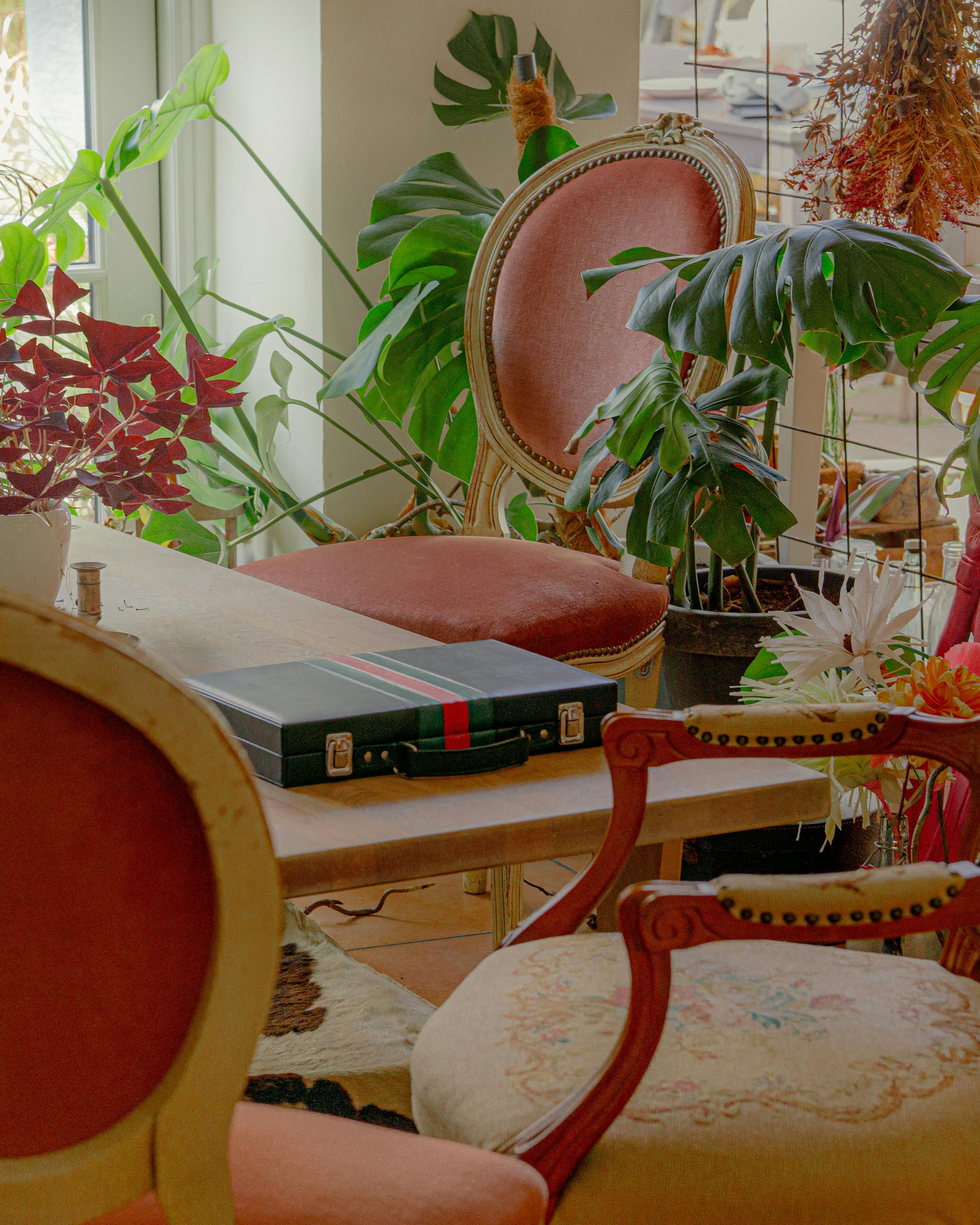 Elegant interior with vintage chairs, lush plants, and natural light streaming through the window.