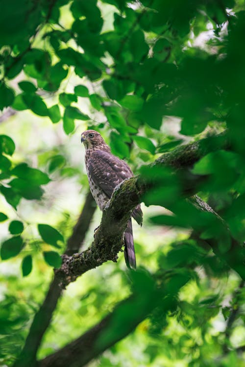 Hawk Perching on Tree Branch