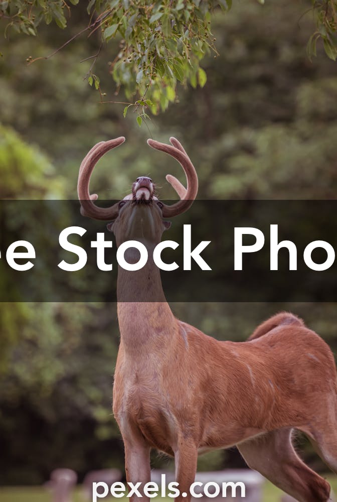 Buck Clothing Photos, Download The BEST Free Buck Clothing Stock Photos ...