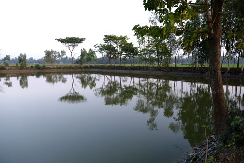 Free Tranquil rural pond with tree reflections, perfect for nature themes. Stock Photo